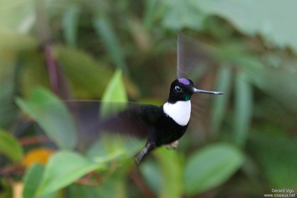 Collared Inca male adult breeding