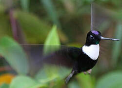 Collared Inca