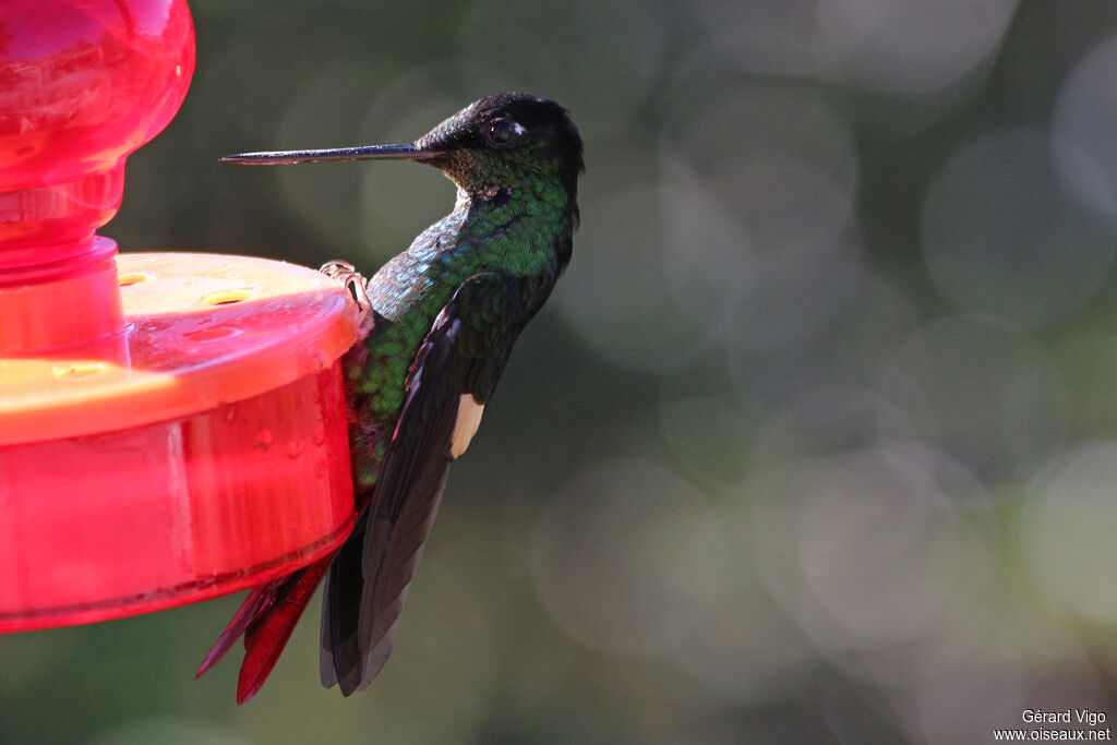 Buff-winged Starfrontlet male adult