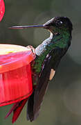 Buff-winged Starfrontlet