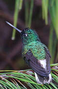 White-tailed Starfrontlet