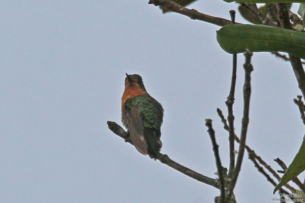 White-tailed Starfrontlet female adult