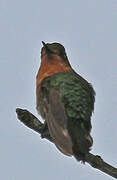 White-tailed Starfrontlet