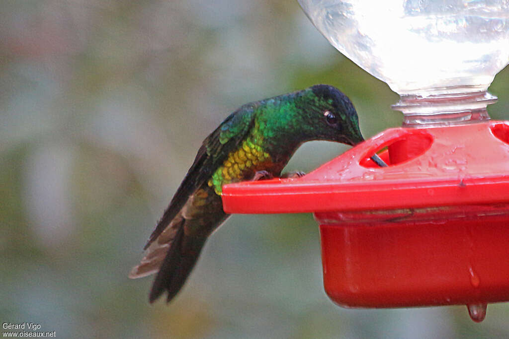 Golden-bellied Starfrontletadult