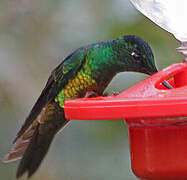 Golden-bellied Starfrontlet