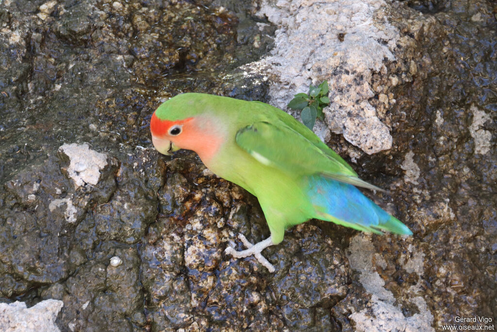 Inséparable rosegorge