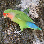 Inséparable rosegorge