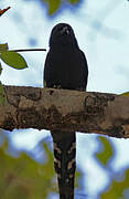 Green Wood Hoopoe