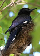 Green Wood Hoopoe