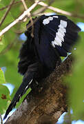 Green Wood Hoopoe