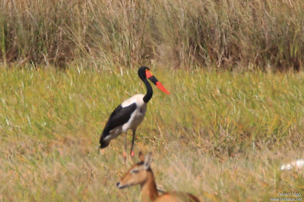 Jabiru d'Afriqueadulte