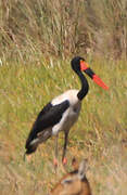 Saddle-billed Stork