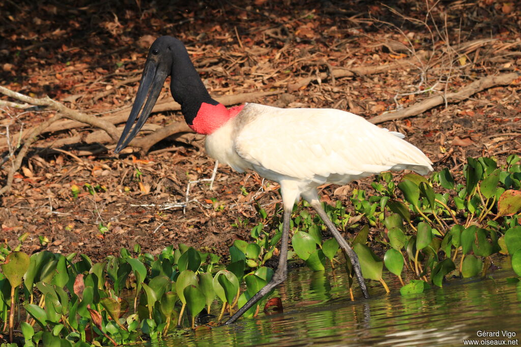 Jabiru d'Amériqueadulte