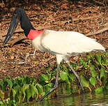 Jabiru d'Amérique