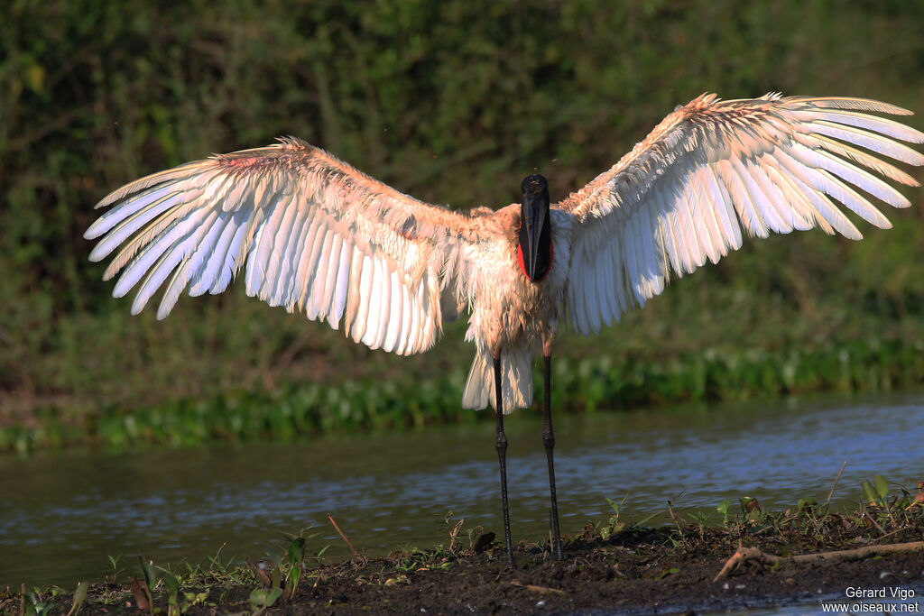 Jabiru d'Amériqueadulte