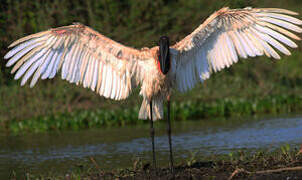 Jabiru d'Amérique