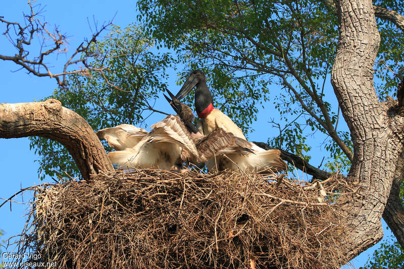 Jabiru, Reproduction-nesting