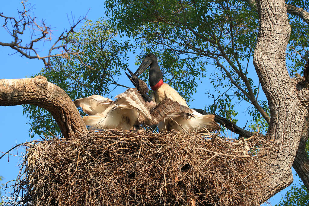 Jabiru d'Amérique, Nidification