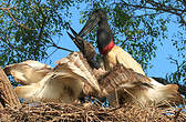 Jabiru d'Amérique