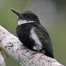 Jacamar à longue queue