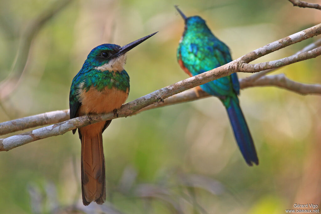 Jacamar à queue rousseadulte, Comportement