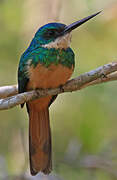 Jacamar à queue rousse