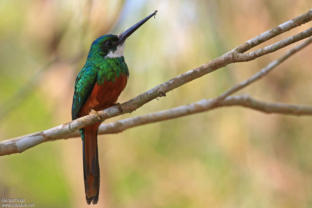 Rufous-tailed Jacamar male adult, pigmentation, feeding habits