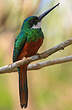 Jacamar à queue rousse