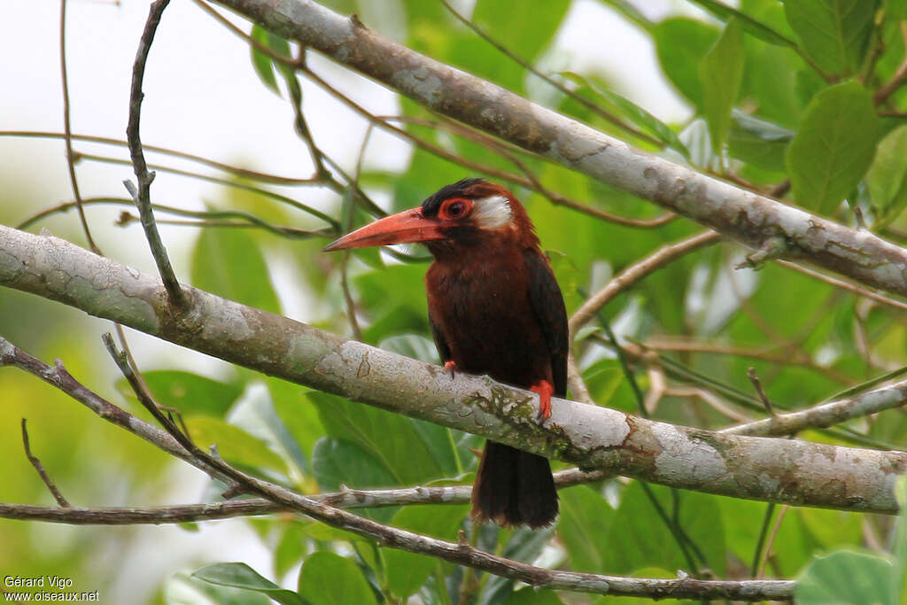 White-eared Jacamaradult, habitat, pigmentation