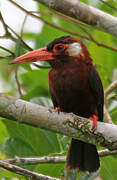 White-eared Jacamar