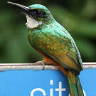 Jacamar vert