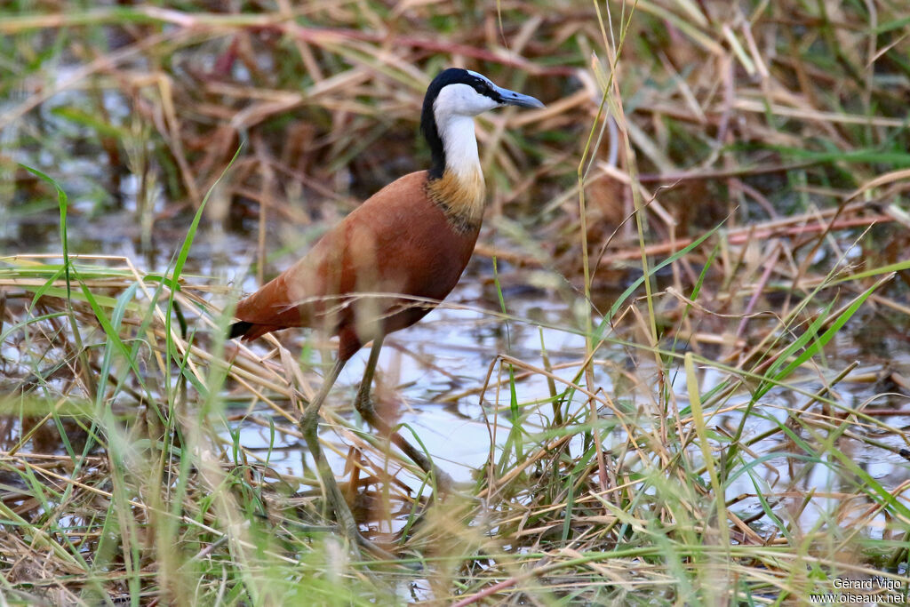 African Jacanaadult