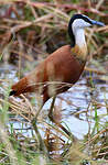 Jacana à poitrine dorée