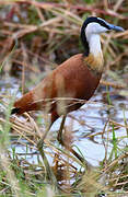 Jacana à poitrine dorée