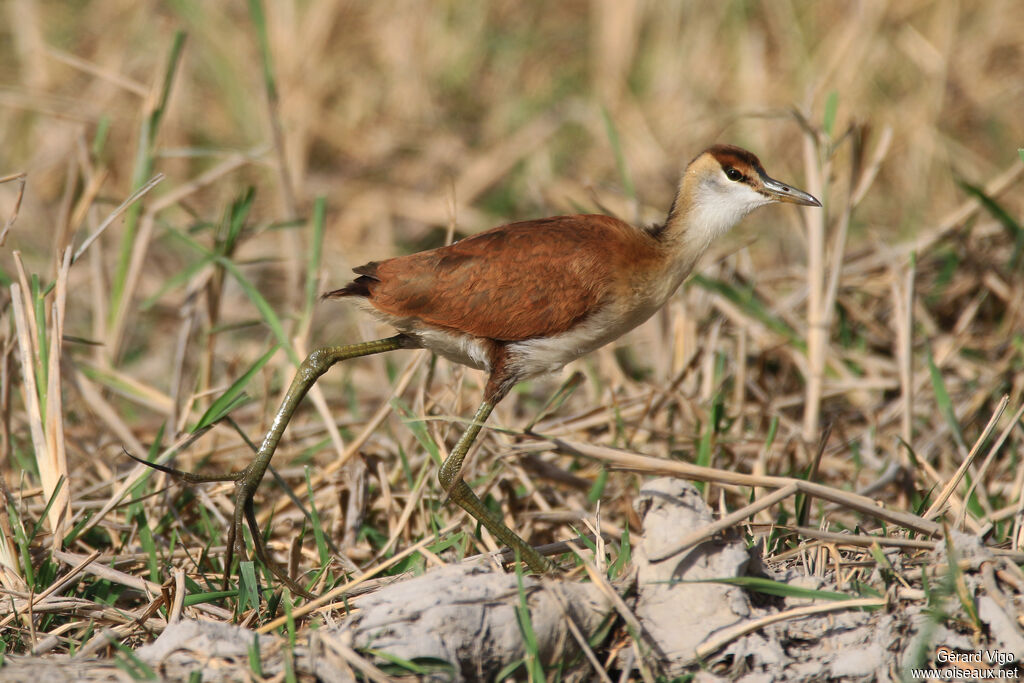 Jacana à poitrine doréejuvénile