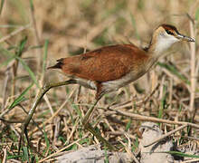 African Jacana