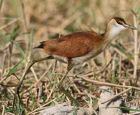 Jacana à poitrine dorée