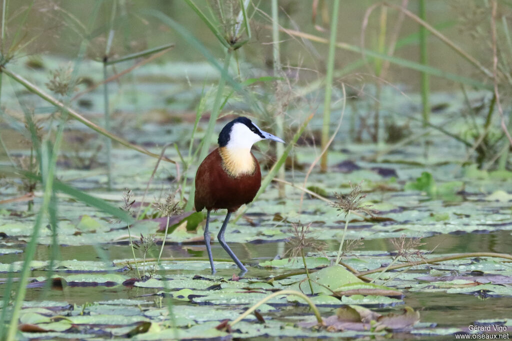 Jacana à poitrine dorée