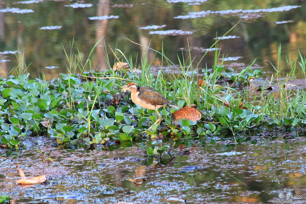 Bronze-winged Jacanajuvenile