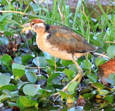 Jacana bronzé