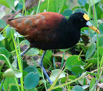 Northern Jacana