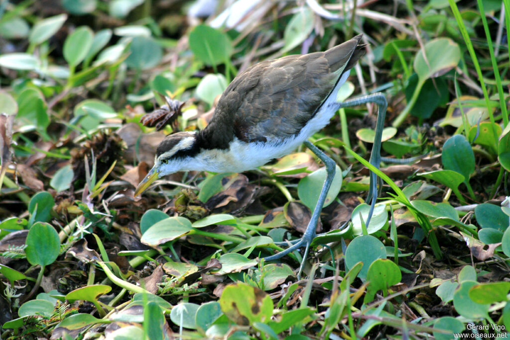 Jacana du Mexiquejuvénile