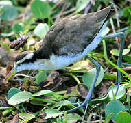 Northern Jacana