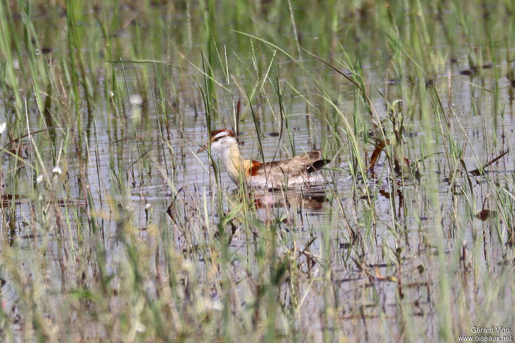 Lesser Jacana