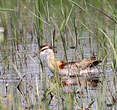 Jacana nain