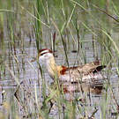 Jacana nain