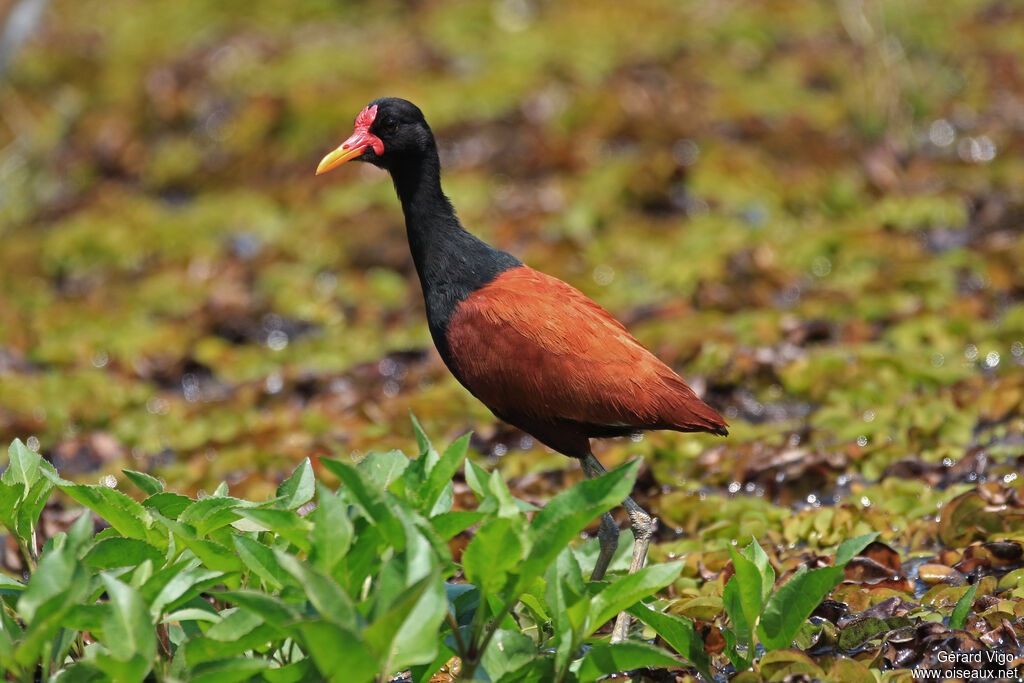 Jacana noiradulte