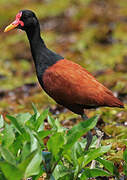 Wattled Jacana