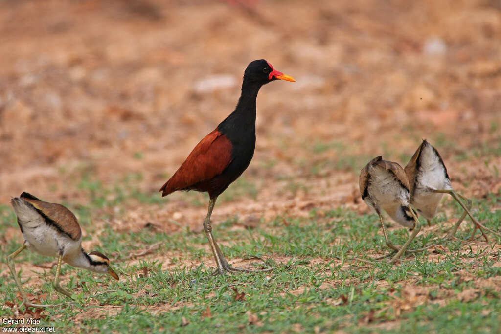 Wattled Jacana, Reproduction-nesting