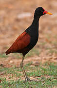 Wattled Jacana